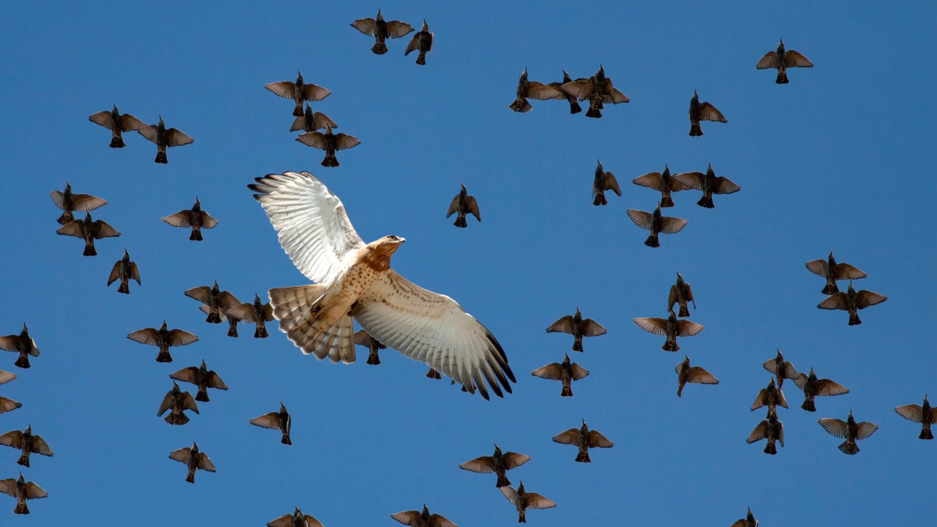Peter Doocy Under Another Bird Attack—Calls for Avian Deportation to Alcatraz [WATCH]