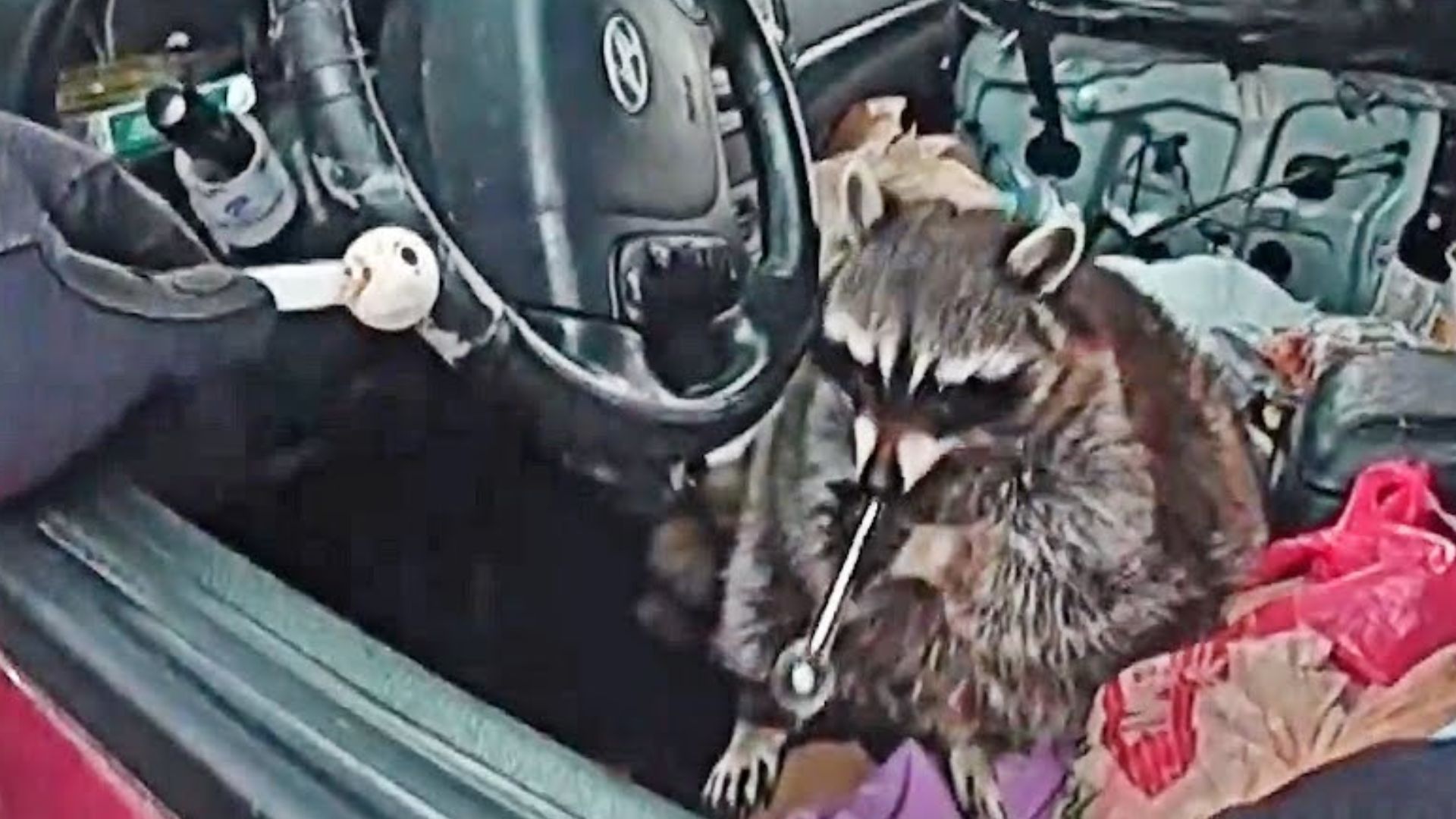 Pet Raccoon Puts Meth Pipe in it’s Mouth During Traffic Stop in Ohio [WATCH]