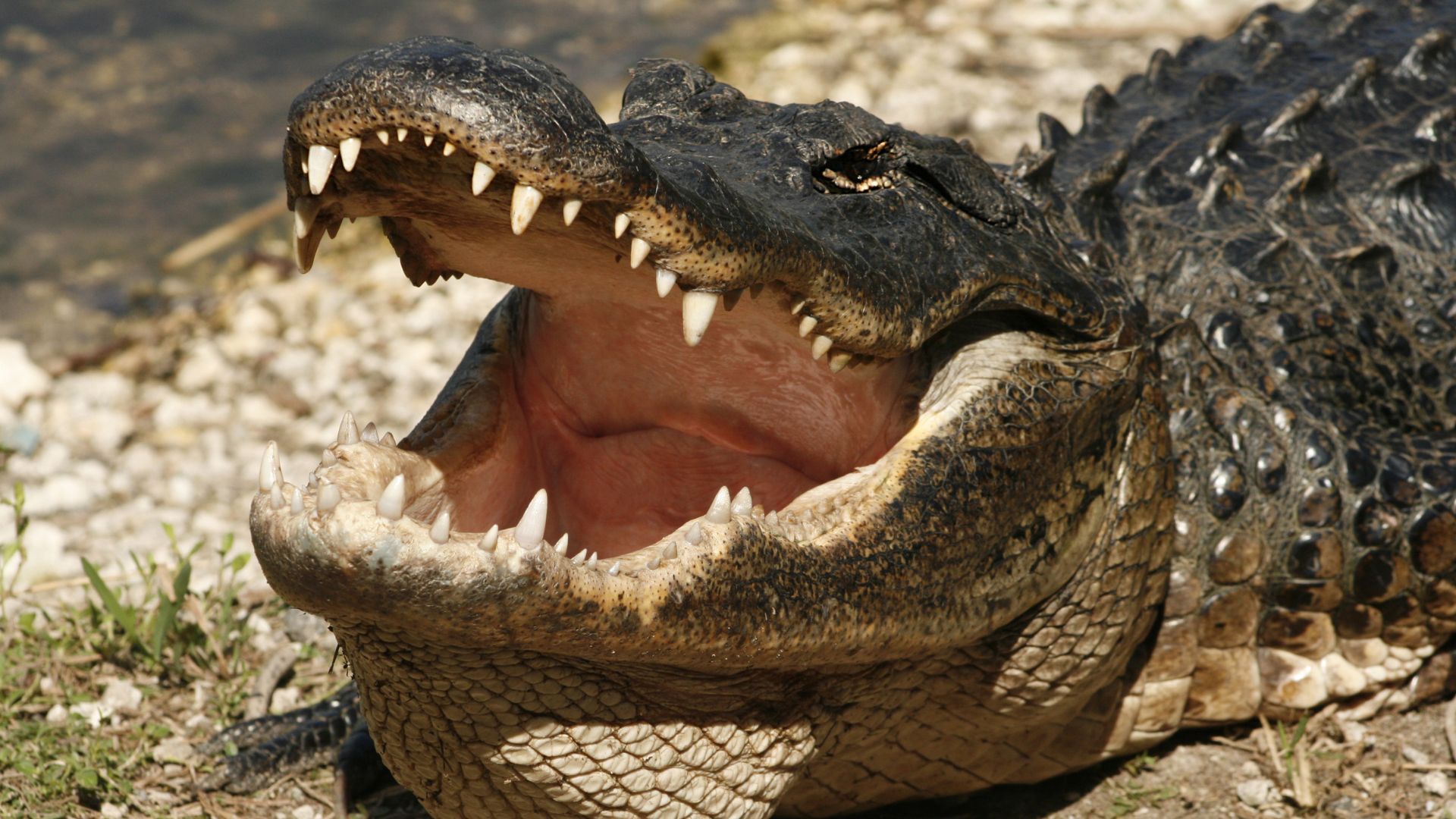 ‘Alligator Alcatraz’ Detention Facility for Illegal Aliens Proposed by Florida Attorney General [WATCH]