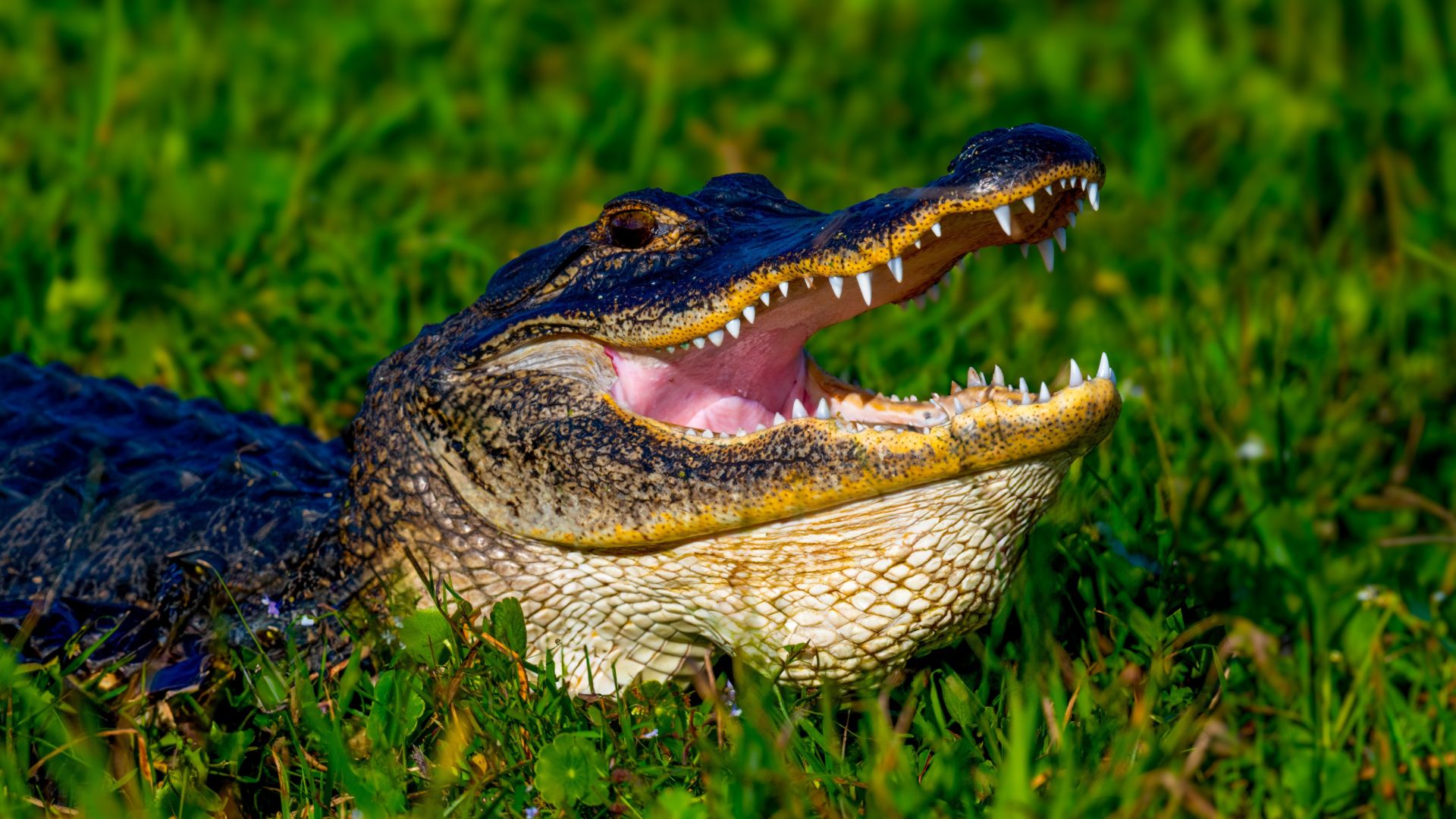 Florida Democrats Denied Entry to the ‘Alligator Alcatraz’ Illegal Alien Detention Facility [WATCH]